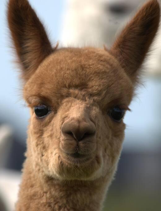The Alpaca Farmhouse With Hot Tub And Alpaca Experience Included Dromara المظهر الخارجي الصورة