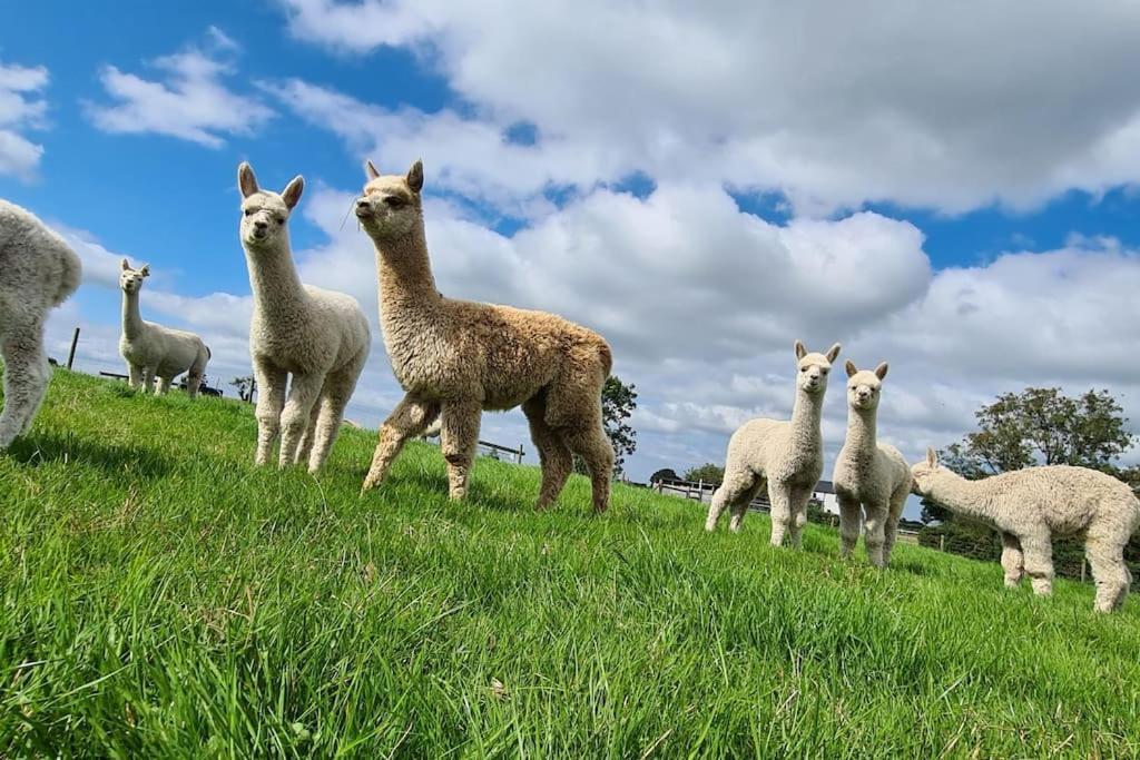 The Alpaca Farmhouse With Hot Tub And Alpaca Experience Included Dromara المظهر الخارجي الصورة