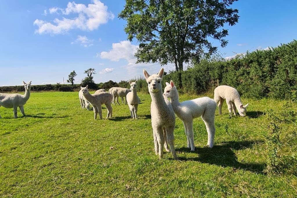 The Alpaca Farmhouse With Hot Tub And Alpaca Experience Included Dromara المظهر الخارجي الصورة