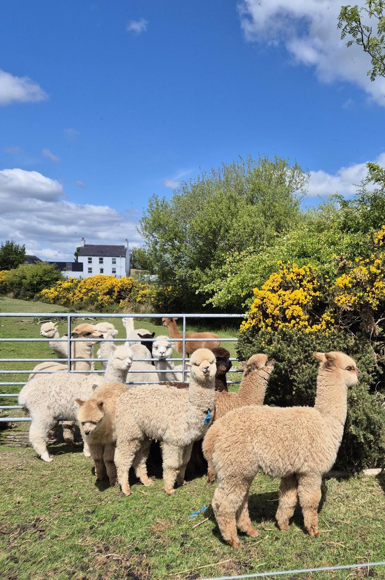 The Alpaca Farmhouse With Hot Tub And Alpaca Experience Included Dromara المظهر الخارجي الصورة